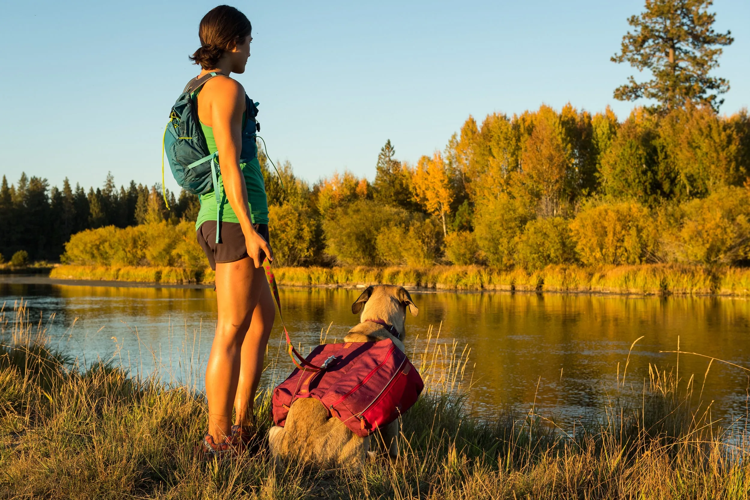 Ruffwear Dog Pack: Commuter Pack in Lackspur Purple