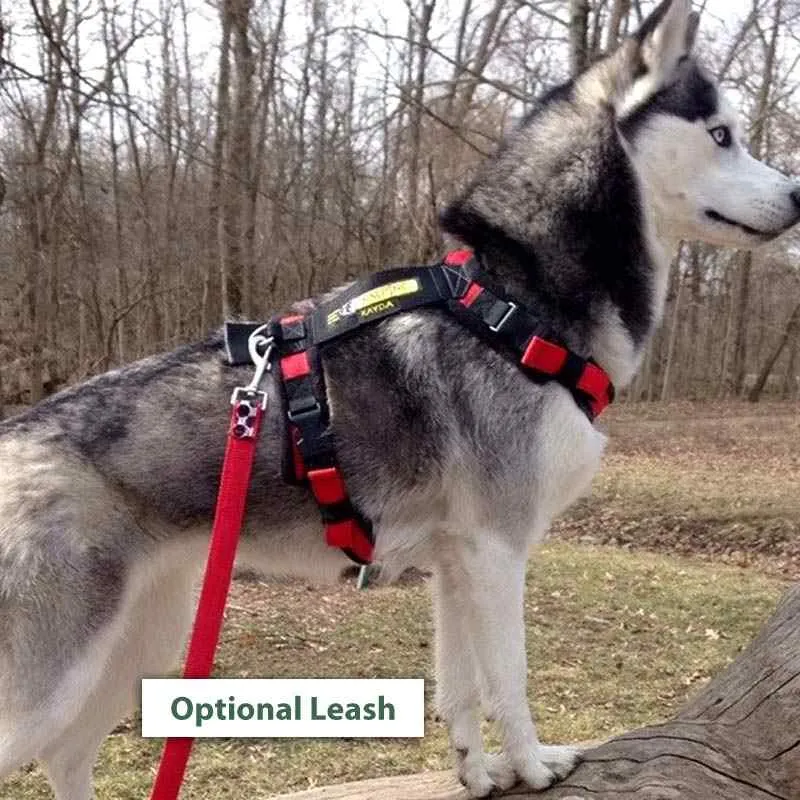 Urban Trail Custom Padded Harness. No-Pull, Backpack, Leash Options!
